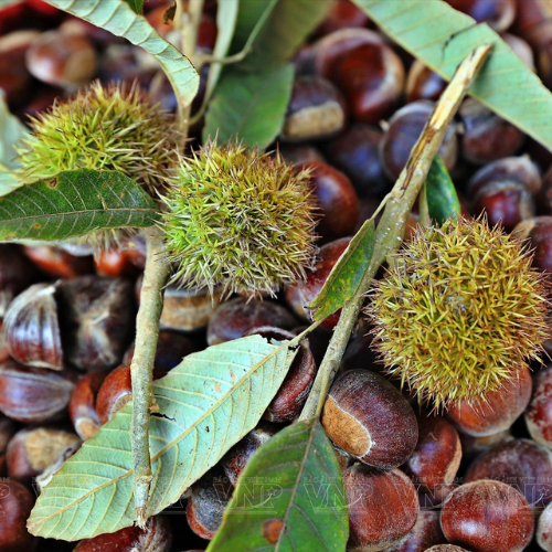 CHIẾT XUẤT HẠT PHỈ (Phục hồi)